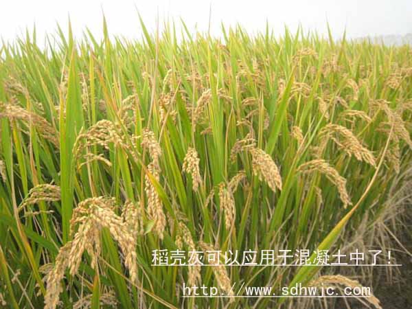 稻殼灰應(yīng)用于混凝土中 稻殼灰應(yīng)用于混凝土中